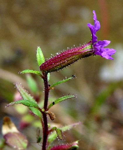 {Cuphea viscosissima}